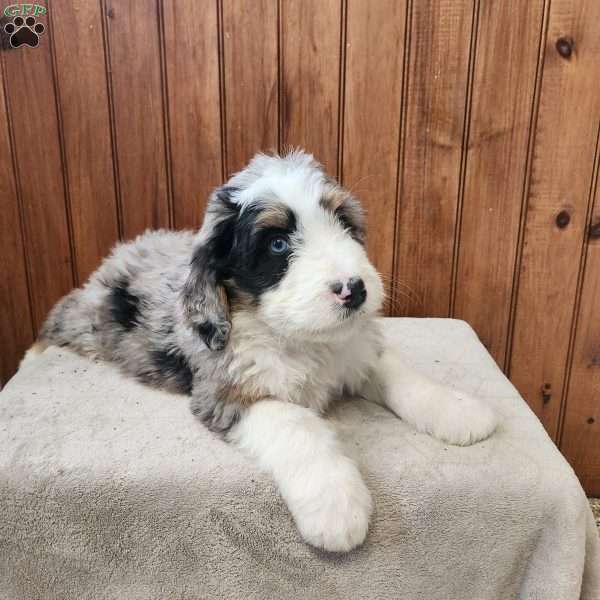 Mason, Bernedoodle Puppy